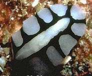 Photo: N. Yonow; see it in the Sea Slug Forum